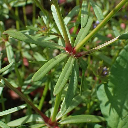 Asperula arvensis \ Acker-Meister / Blue Woodruff, D Botan. Gar.  Universit.  Ulm 26.5.2025