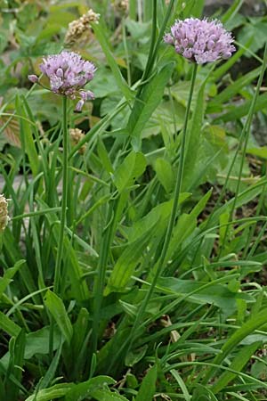 Allium angulosum \ Kanten-Lauch / Angle Onion, D Mannheim 23.8.2025