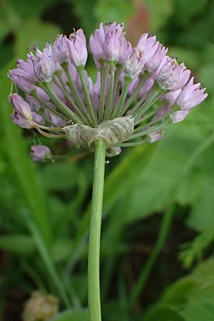 Allium angulosum \ Kanten-Lauch / Angle Onion, D Mannheim 23.8.2025