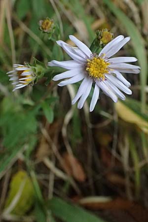 Aster amellus \ Berg-Aster / Italian Aster, D M&ouml;mlingen 30.8.2025