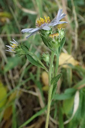 Aster amellus \ Berg-Aster / Italian Aster, D M&ouml;mlingen 30.8.2025