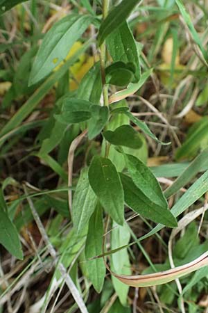 Aster amellus \ Berg-Aster / Italian Aster, D M&ouml;mlingen 30.8.2025