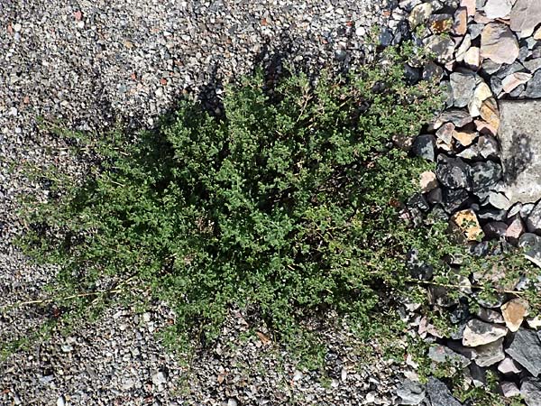 Amaranthus albus \ Wei�er Amaranth / White Pigweed, D Mannheim 14.9.2025
