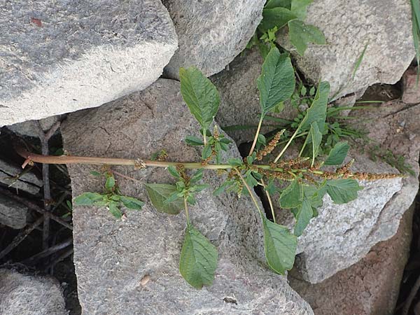 Amaranthus blitum \ Aufsteigender Amaranth, Bleifarbener Amaranth / Guernsey Pigweed, Purple Pigweed, D Mannheim 29.9.2015