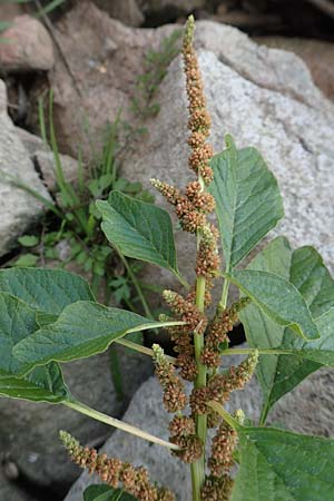 Amaranthus blitum \ Aufsteigender Amaranth, Bleifarbener Amaranth / Guernsey Pigweed, Purple Pigweed, D Mannheim 29.9.2015