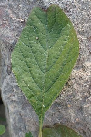 Amaranthus blitum \ Aufsteigender Amaranth, Bleifarbener Amaranth / Guernsey Pigweed, Purple Pigweed, D Mannheim 29.9.2015
