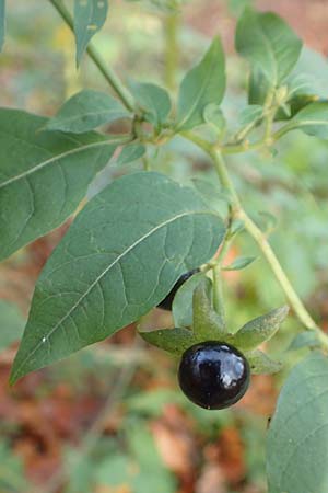Atropa bella-donna \ Tollkirsche / Deadly Nightshade, D Schriesheim-Altenbach 8.11.2015