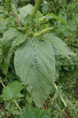 Amaranthus bouchonii \ Bouchons Amaranth / Indehiscent Pigweed, D Mannheim 17.9.2017