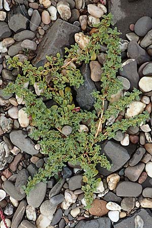Amaranthus blitoides \ Westamerikanischer Amaranth / Prostrate Pigweed, D Krefeld-Uerdingen 28.9.2017