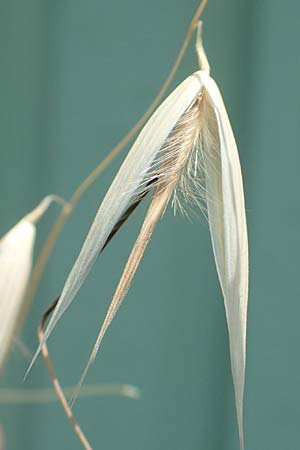 Avena barbata, Bart-Hafer