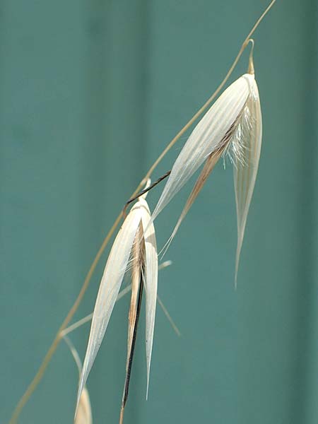 Avena barbata \ Bart-Hafer / Slender Wild Oat, D Konstanz 6.6.2018