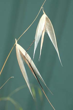Avena barbata \ Bart-Hafer / Slender Wild Oat, D Konstanz 6.6.2018