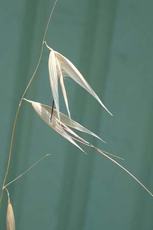 Avena barbata \ Bart-Hafer / Slender Wild Oat, D Konstanz 6.6.2018