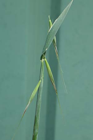 Avena barbata \ Bart-Hafer / Slender Wild Oat, D Konstanz 6.6.2018