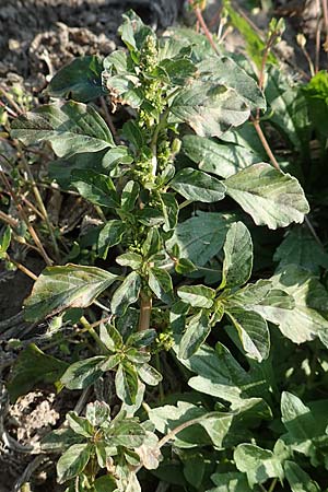Amaranthus blitum \ Aufsteigender Amaranth, Bleifarbener Amaranth / Guernsey Pigweed, Purple Pigweed, D Maxdorf 18.10.2018