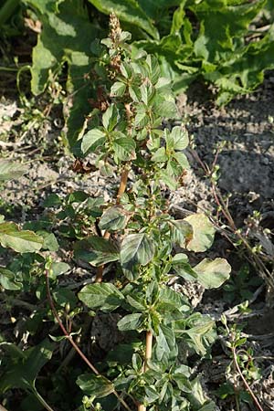 Amaranthus blitum \ Aufsteigender Amaranth, Bleifarbener Amaranth / Guernsey Pigweed, Purple Pigweed, D Maxdorf 18.10.2018