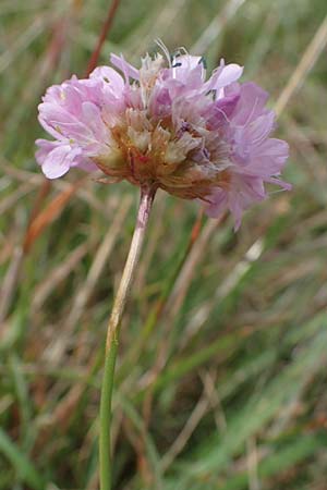 Armeria maritima subsp. bottendorfensis \ Bottendorfer Grasnelke / Bottendorf Thrift, D Th&uuml;ringen, Bottendorf 6.6.2022
