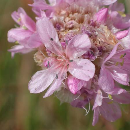 Armeria maritima subsp. bottendorfensis \ Bottendorfer Grasnelke / Bottendorf Thrift, D Th&uuml;ringen, Bottendorf 6.6.2022