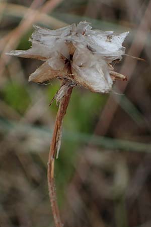 Armeria maritima subsp. bottendorfensis \ Bottendorfer Grasnelke / Bottendorf Thrift, D Th&uuml;ringen, Bottendorf 6.6.2022