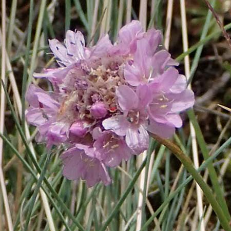 Armeria maritima subsp. bottendorfensis \ Bottendorfer Grasnelke / Bottendorf Thrift, D Th&uuml;ringen, Bottendorf 6.6.2022