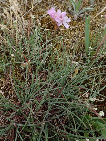 Armeria maritima subsp. bottendorfensis \ Bottendorfer Grasnelke / Bottendorf Thrift, D Th&uuml;ringen, Bottendorf 6.6.2022