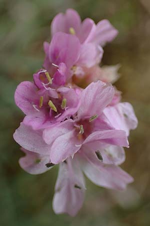 Armeria maritima subsp. bottendorfensis \ Bottendorfer Grasnelke / Bottendorf Thrift, D Th&uuml;ringen, Bottendorf 6.6.2022