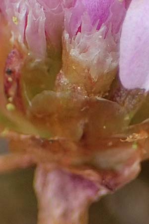 Armeria maritima subsp. bottendorfensis \ Bottendorfer Grasnelke / Bottendorf Thrift, D Th&uuml;ringen, Bottendorf 6.6.2022