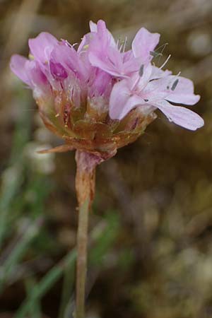 Armeria maritima subsp. bottendorfensis \ Bottendorfer Grasnelke / Bottendorf Thrift, D Th&uuml;ringen, Bottendorf 6.6.2022