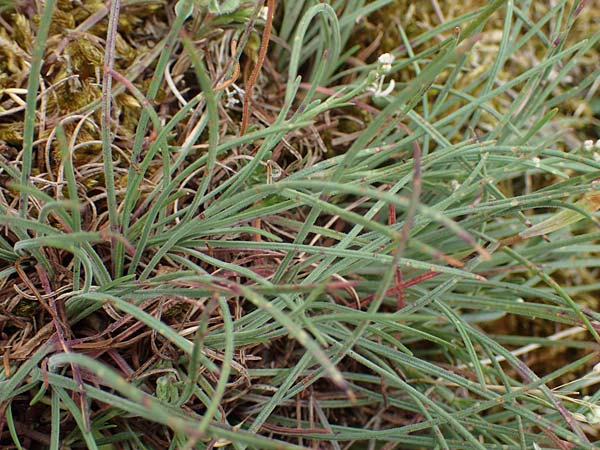 Armeria maritima subsp. bottendorfensis \ Bottendorfer Grasnelke / Bottendorf Thrift, D Th&uuml;ringen, Bottendorf 6.6.2022