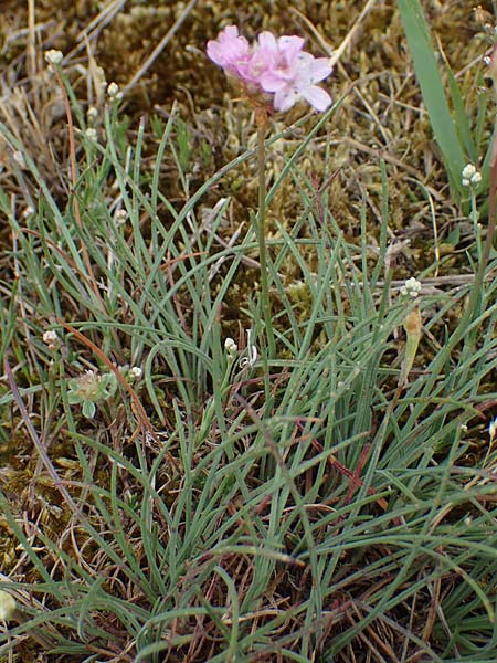 Armeria maritima subsp. bottendorfensis \ Bottendorfer Grasnelke / Bottendorf Thrift, D Th&uuml;ringen, Bottendorf 6.6.2022
