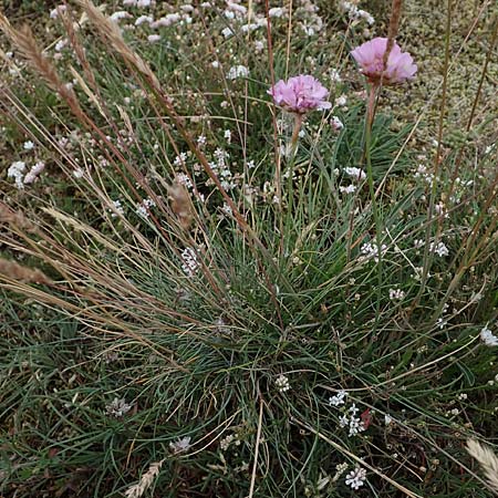 Armeria maritima subsp. bottendorfensis \ Bottendorfer Grasnelke / Bottendorf Thrift, D Th&uuml;ringen, Bottendorf 6.6.2022