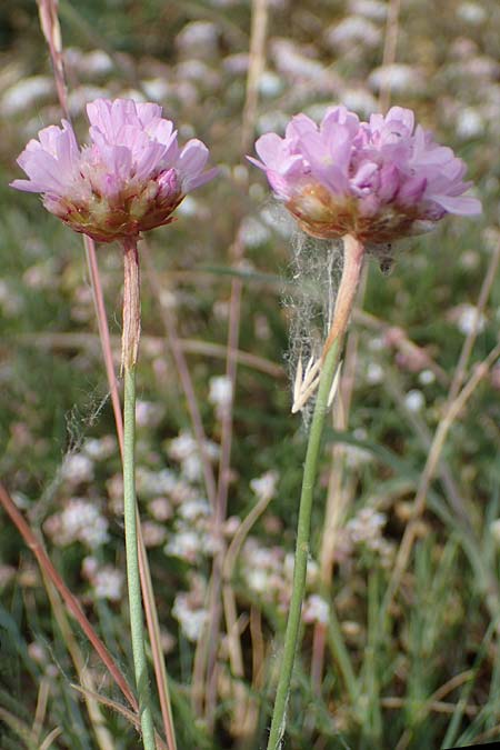 Armeria maritima subsp. bottendorfensis \ Bottendorfer Grasnelke / Bottendorf Thrift, D Th&uuml;ringen, Bottendorf 6.6.2022