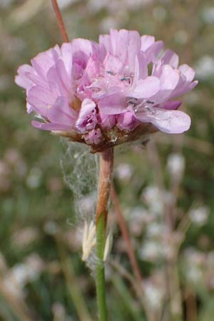 Armeria maritima subsp. bottendorfensis \ Bottendorfer Grasnelke / Bottendorf Thrift, D Th&uuml;ringen, Bottendorf 6.6.2022