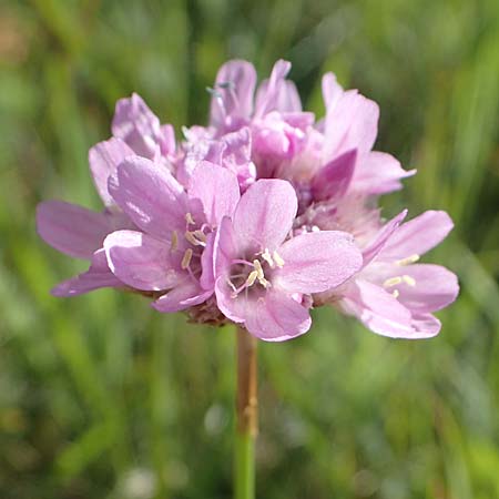 Armeria maritima subsp. bottendorfensis \ Bottendorfer Grasnelke / Bottendorf Thrift, D Th&uuml;ringen, Bottendorf 6.6.2022