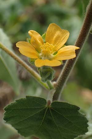 Abutilon theophrasti \ Chinesische Samtpappel, Lindenbl&auml;ttrige Sch�nmalve / Velvet Leaf, Indian Mallow, D R&ouml;merberg 30.8.2022