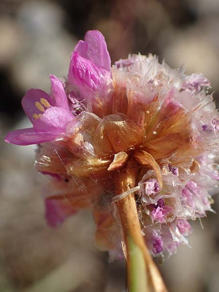 Armeria maritima subsp. bottendorfensis \ Bottendorfer Grasnelke / Bottendorf Thrift, D Th&uuml;ringen, Bottendorf 13.6.2023