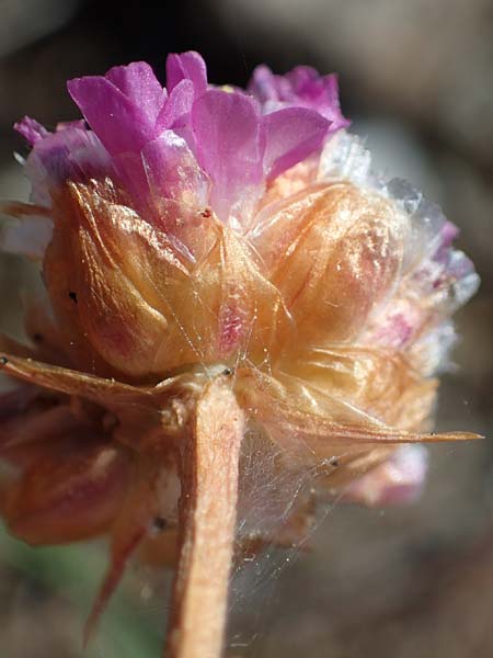 Armeria maritima subsp. bottendorfensis \ Bottendorfer Grasnelke / Bottendorf Thrift, D Th&uuml;ringen, Bottendorf 13.6.2023