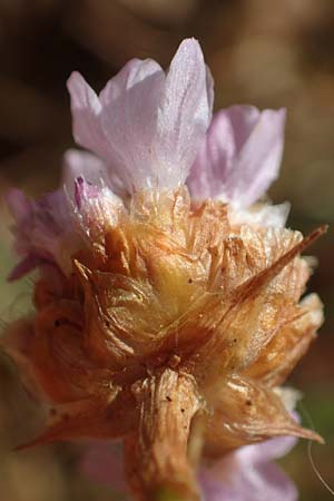 Armeria maritima subsp. bottendorfensis \ Bottendorfer Grasnelke / Bottendorf Thrift, D Th&uuml;ringen, Bottendorf 13.6.2023