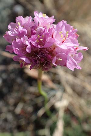 Armeria maritima subsp. bottendorfensis \ Bottendorfer Grasnelke / Bottendorf Thrift, D Th&uuml;ringen, Bottendorf 13.6.2023