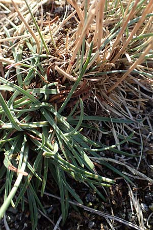 Armeria maritima subsp. bottendorfensis \ Bottendorfer Grasnelke / Bottendorf Thrift, D Th&uuml;ringen, Bottendorf 13.6.2023