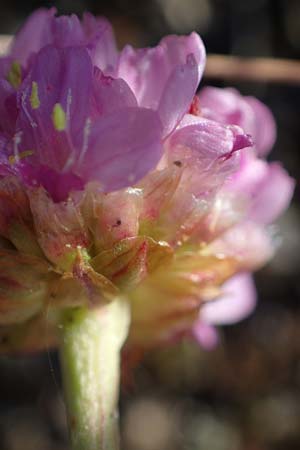Armeria maritima subsp. bottendorfensis \ Bottendorfer Grasnelke / Bottendorf Thrift, D Th&uuml;ringen, Bottendorf 13.6.2023