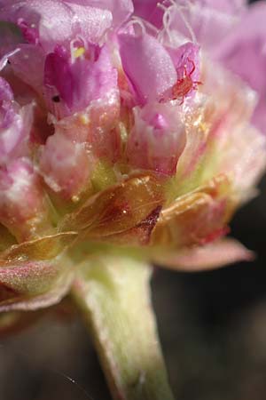 Armeria maritima subsp. bottendorfensis \ Bottendorfer Grasnelke / Bottendorf Thrift, D Th&uuml;ringen, Bottendorf 13.6.2023