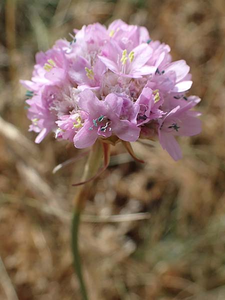 Armeria maritima subsp. bottendorfensis \ Bottendorfer Grasnelke / Bottendorf Thrift, D Th&uuml;ringen, Bottendorf 13.6.2023