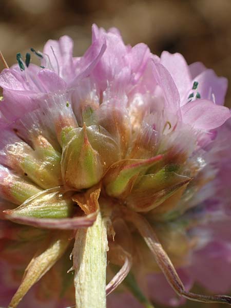 Armeria maritima subsp. bottendorfensis \ Bottendorfer Grasnelke / Bottendorf Thrift, D Th&uuml;ringen, Bottendorf 13.6.2023