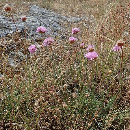 Armeria maritima subsp. bottendorfensis \ Bottendorfer Grasnelke / Bottendorf Thrift, D Th&uuml;ringen, Bottendorf 13.6.2023