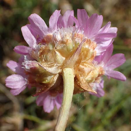 Armeria maritima subsp. bottendorfensis \ Bottendorfer Grasnelke / Bottendorf Thrift, D Th&uuml;ringen, Bottendorf 13.6.2023