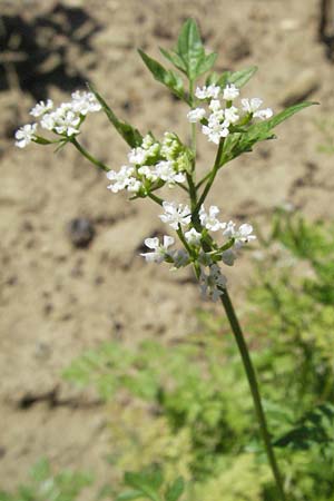 Anthriscus cerefolium \ Garten-Kerbel / Chervil, D Botan. Gar.  Universit.  Mainz 4.8.2007