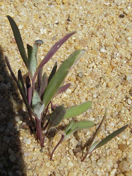 Atriplex longipes \ Stiel-Melde / Long-Stalked Orache, D Botan. Gar.  Universit.  Mainz 4.8.2007