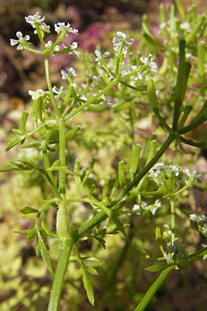 Anthriscus cerefolium \ Garten-Kerbel / Chervil, D Botan. Gar.  Universit.  Mainz 11.7.2009