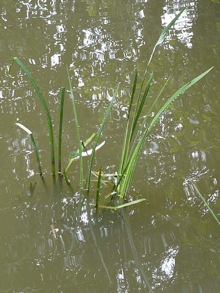 Acorus calamus \ Kalmus / Sweet Flag, Calamus, D Heppenheim-Mittershausen 26.6.2015